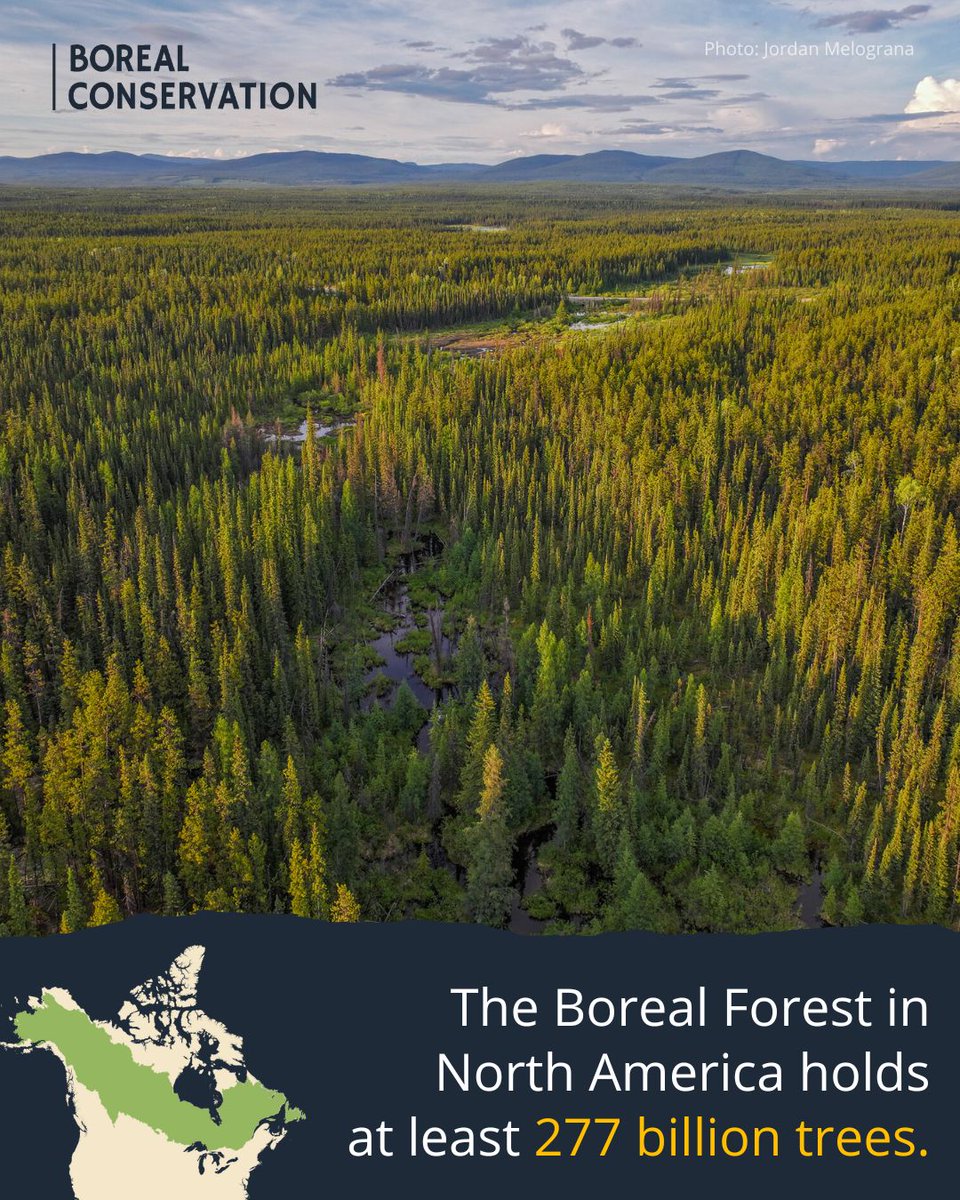 The Boreal Forest in North America holds at least 277 billion trees. This vast landscape stores immense carbon, supports northern communities, and provides summer habitat for billions of birds.
Learn more: borealconservation.org
