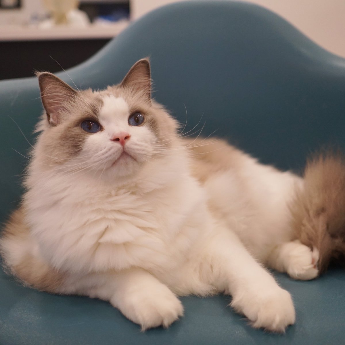 わたあめ (@wataamedetyuyo) / Posts / X