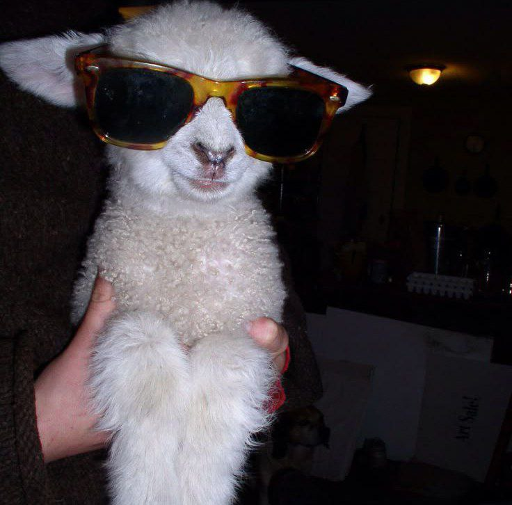 ПриVет, я коZа tweet media