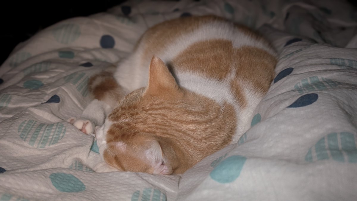 ともりん( ´ω`)つ🇯🇵 (@tomorin76) / Posts / X