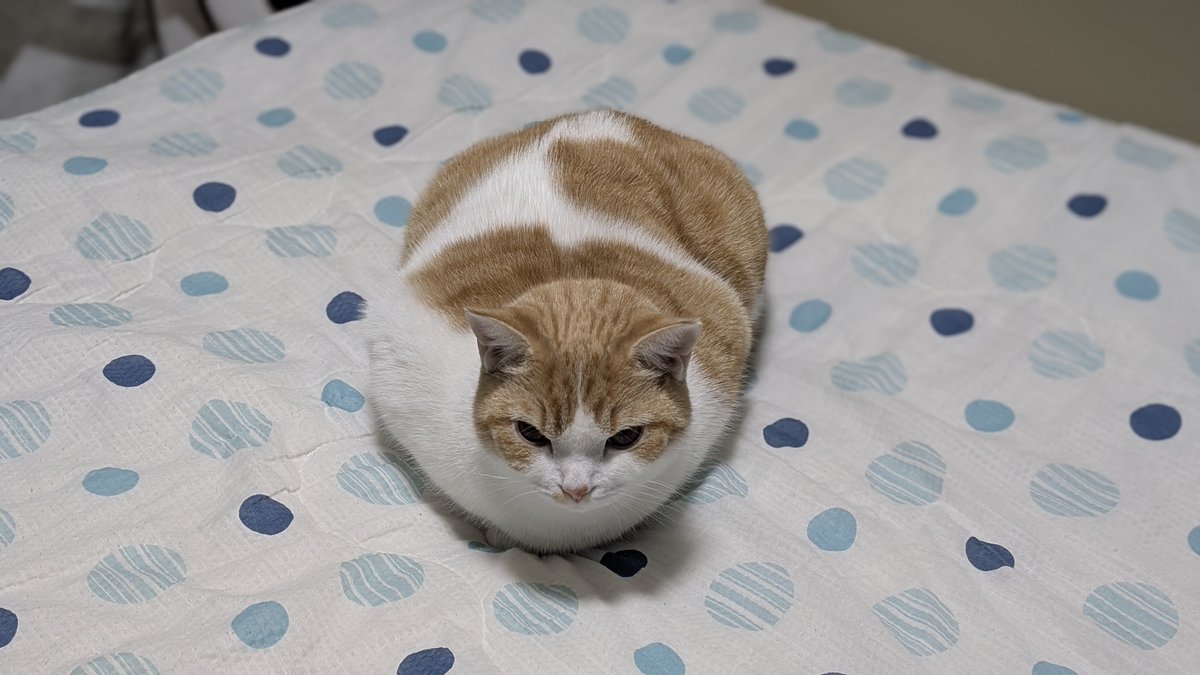 ともりん ともりん( ´ω`)つ🇯🇵 (@tomorin76) / Posts / X