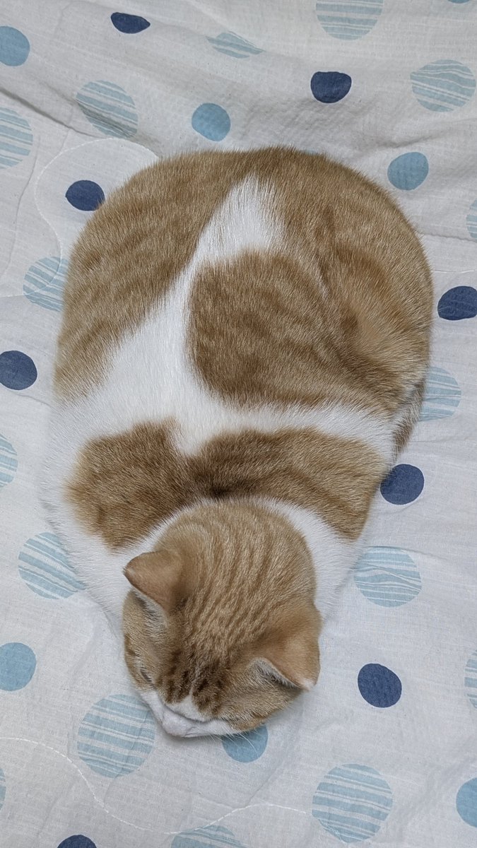 ともりん( ´ω`)つ🇯🇵 (@tomorin76) / Posts / X