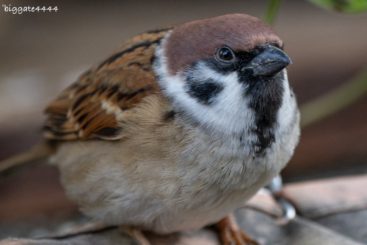 スズメページ zZ56lStqmEBSi8SRo3ch.jpg