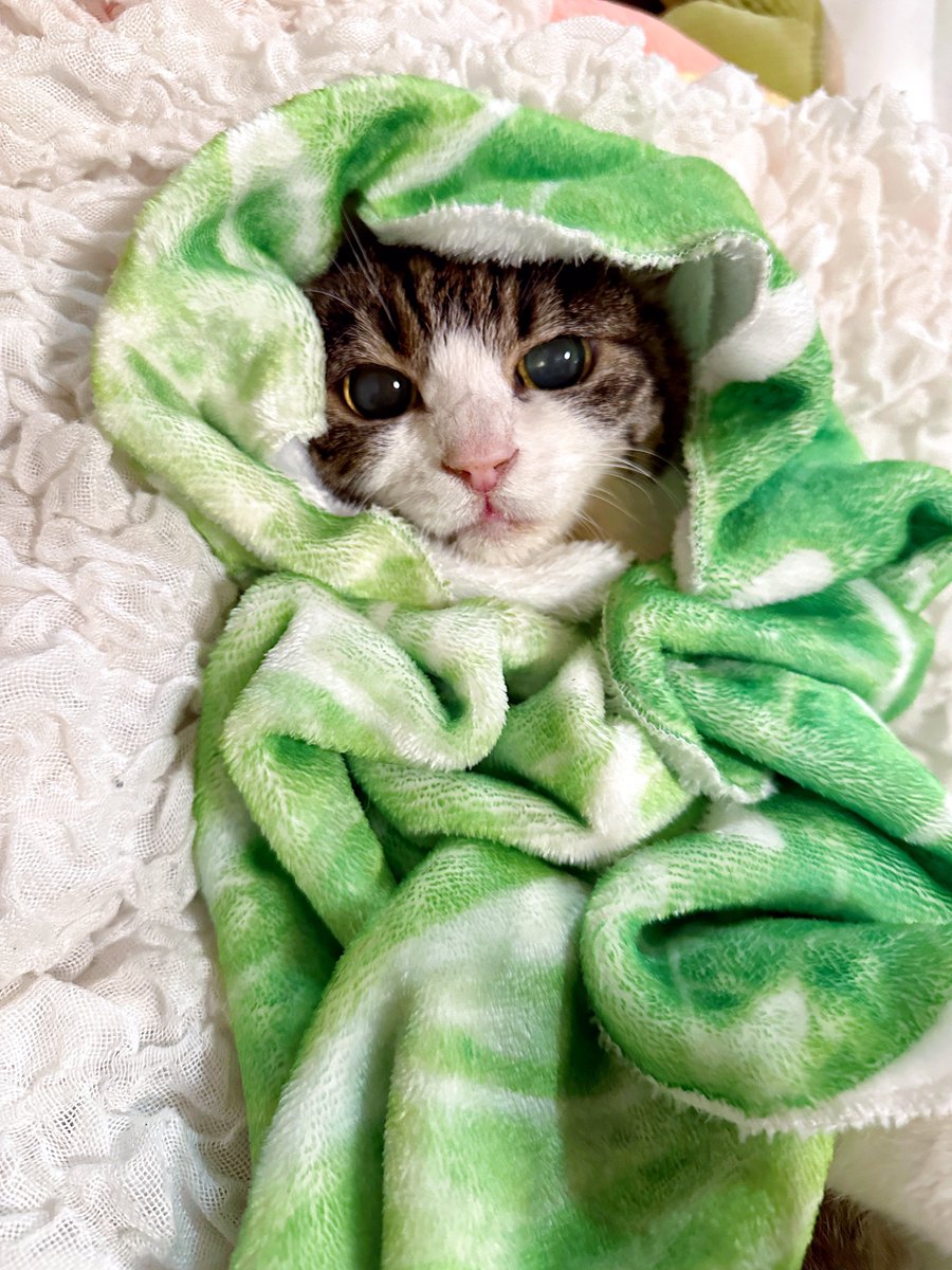 RT @y5_y5_san: うちのネコチャンが21歳を迎えられたこと！いま大変な