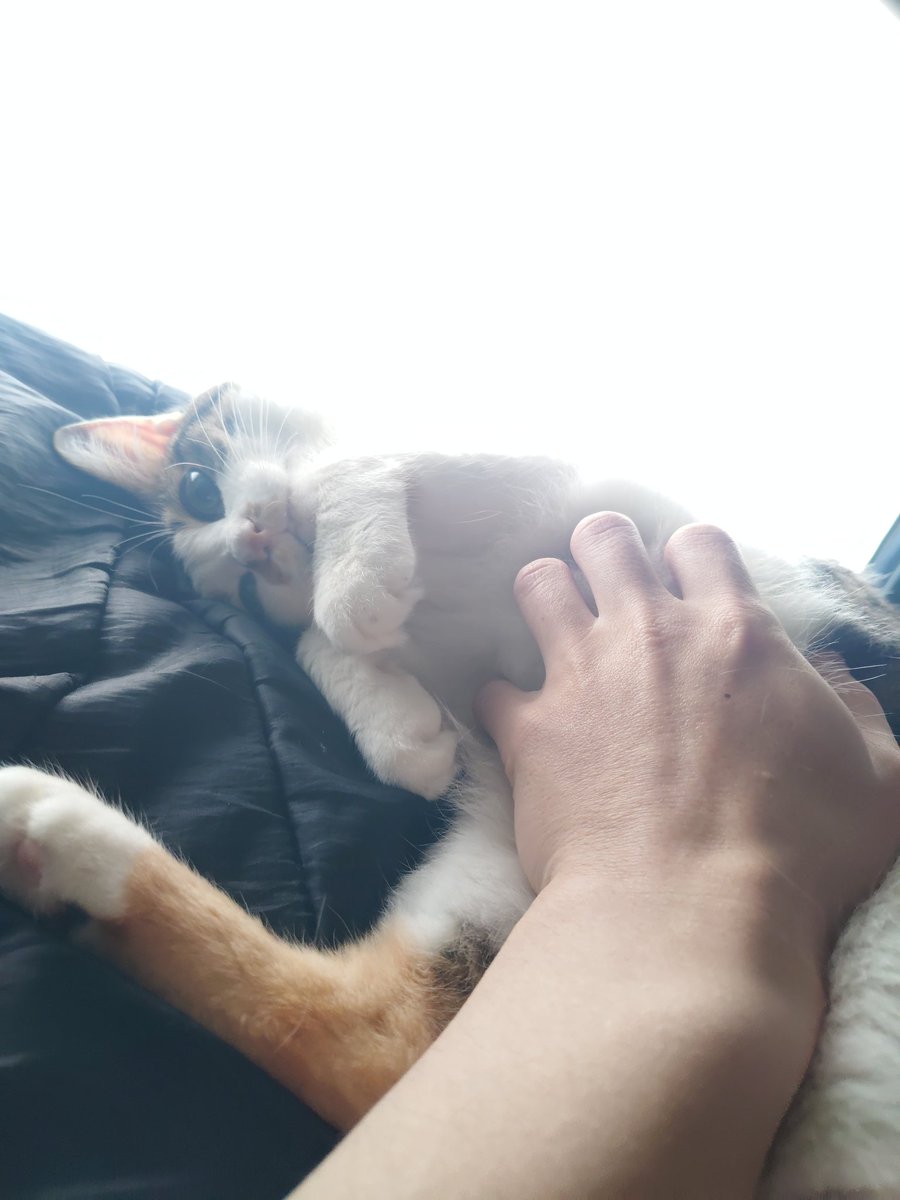 三美お嬢様はお猫様 (@Ladymimi0917) / Posts / X