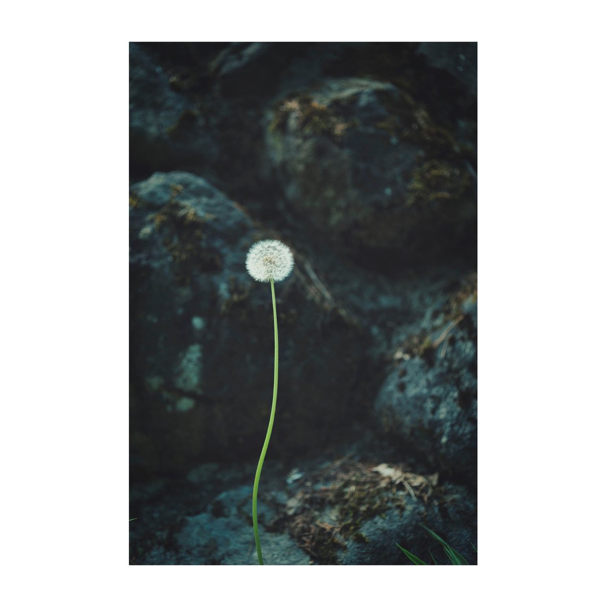 ⚪️ dandelion ⚪️