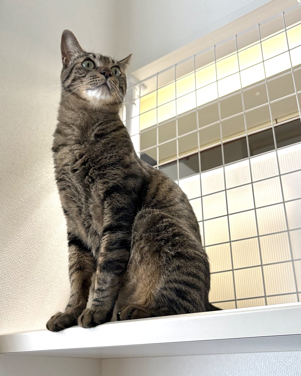 キジトラ
