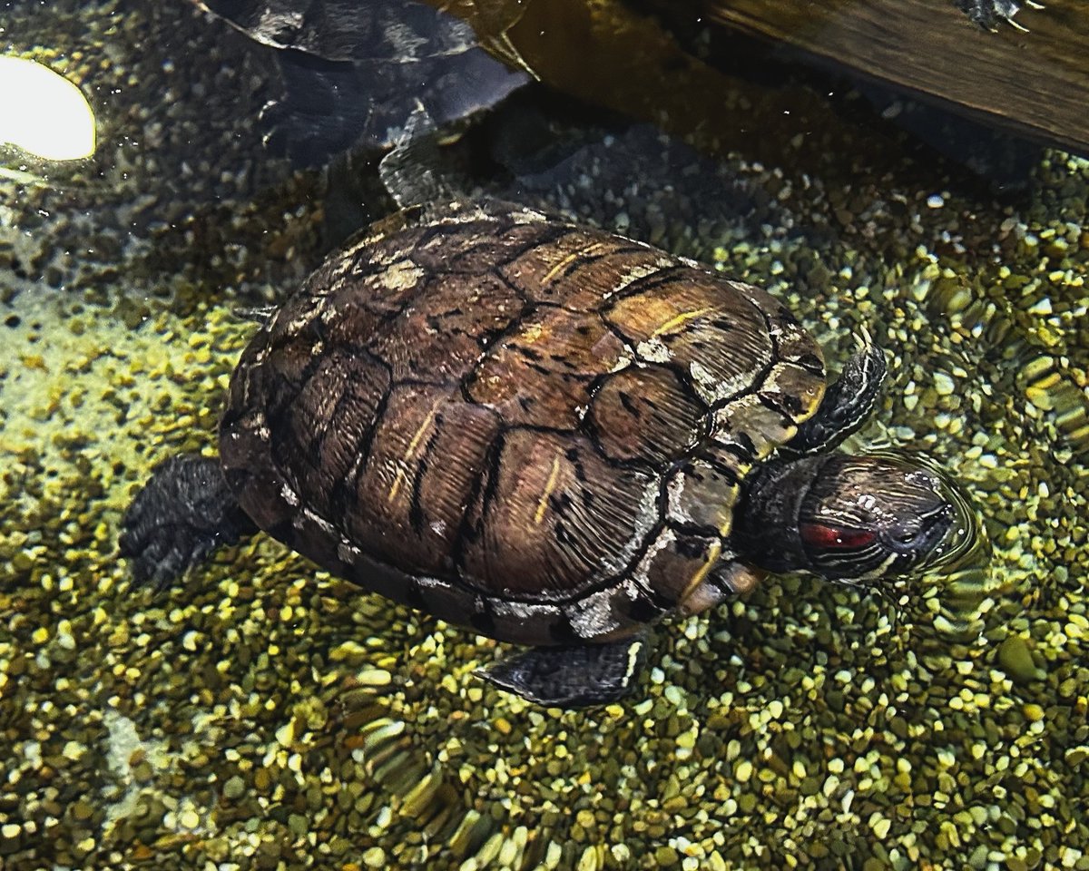 Although turtles spend much of their time in the water, they need air to breathe and do not lay their eggs underwater. 🐢