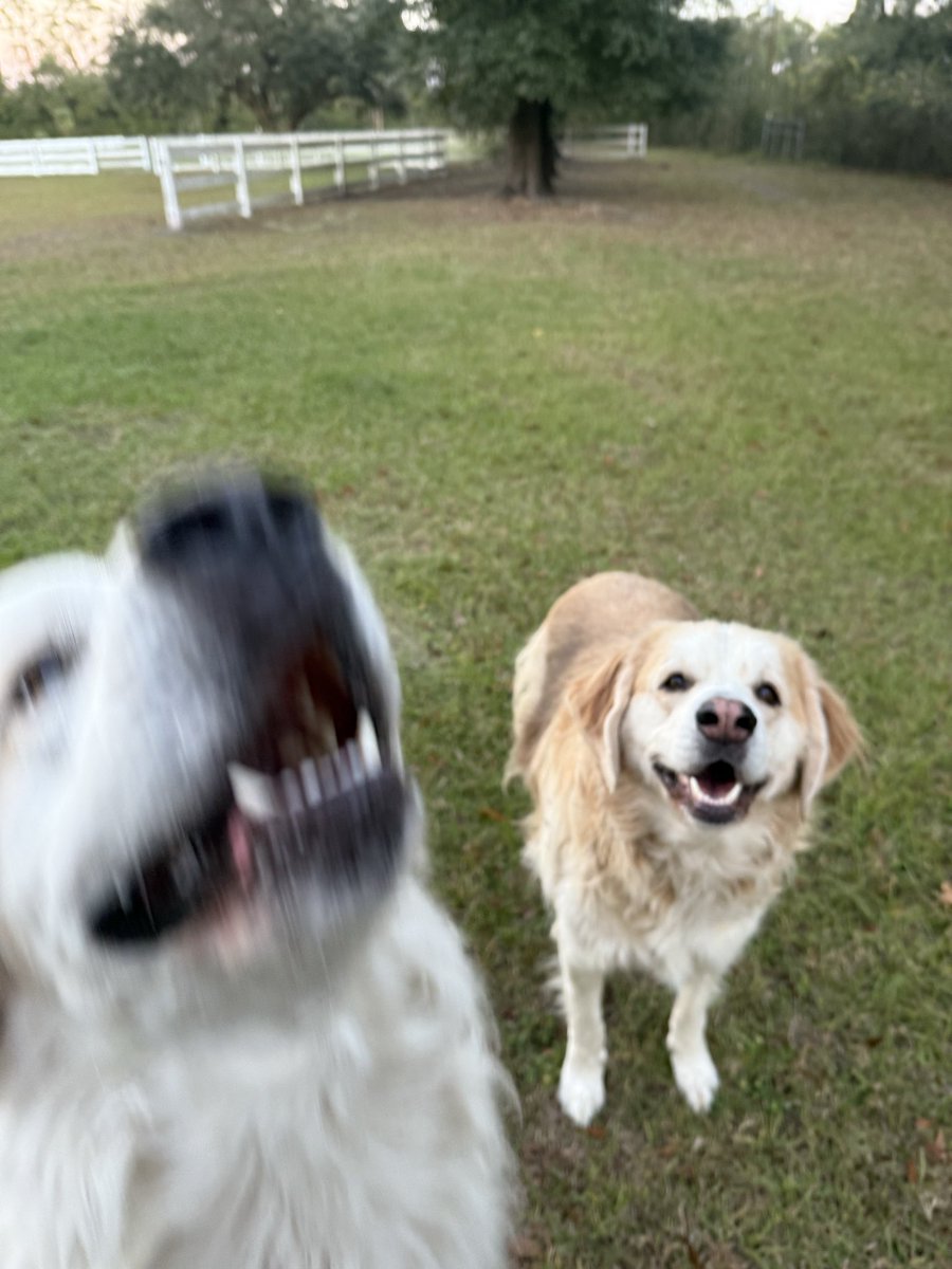 Wiggles photobomb lol.