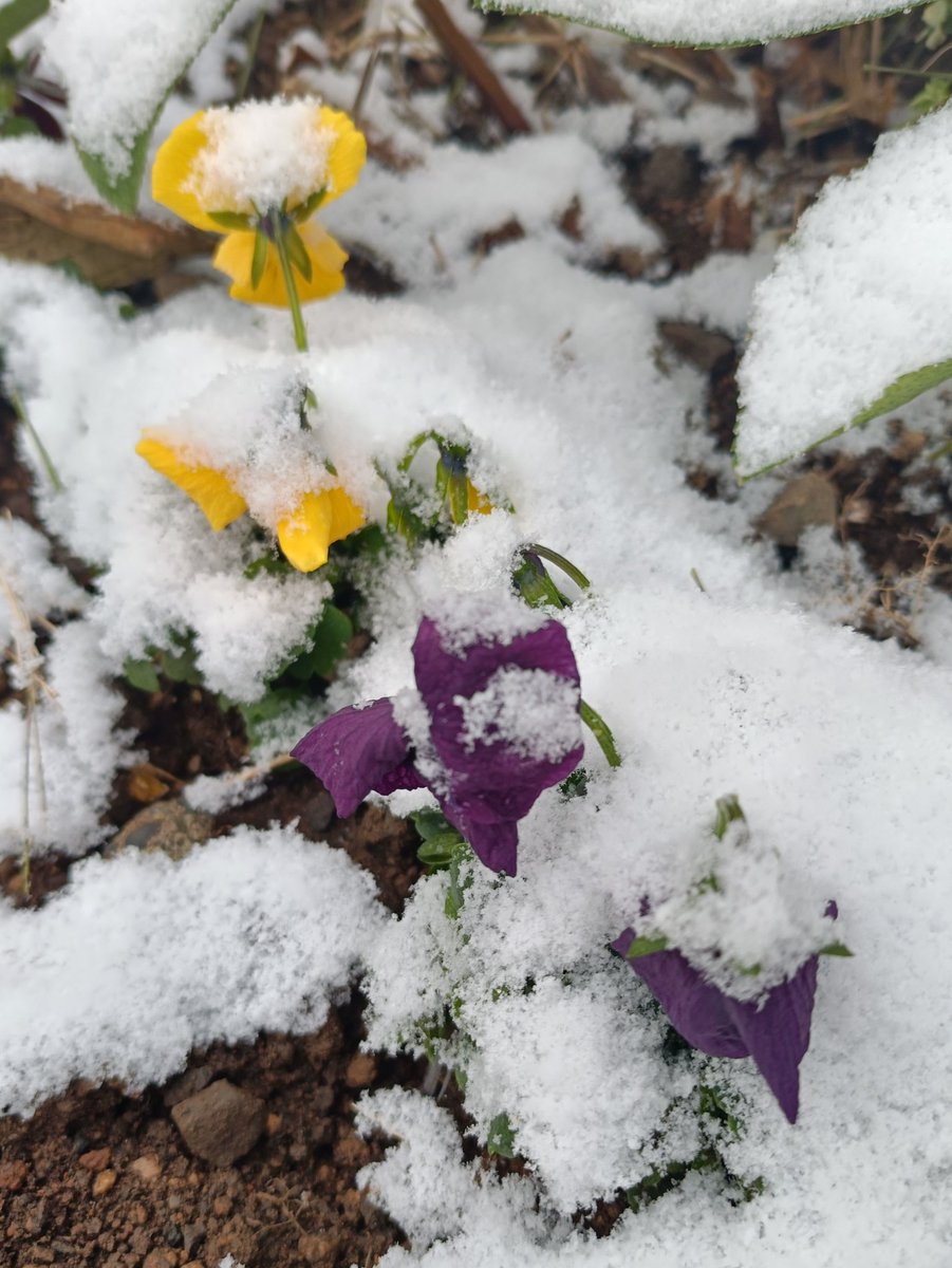 kinokdk's tweet image. 2025/12/12(金)、おはようございます！
今年もあと20日！忘年会シーズンはちょっと出費が大変ですが、
（😅〜°ʚ💴ɞ°）
お世話になった方々に今年の感謝を伝えねば〜

🌸#TLを花でいっぱいにしよう

今朝も薄っすら雪でしたが、この位ではビクともしないビオラが頼もしいです☺️