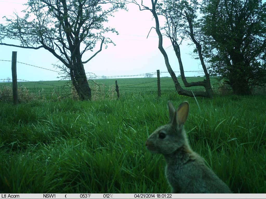 trailcam (@trail_cams) on Twitter photo 