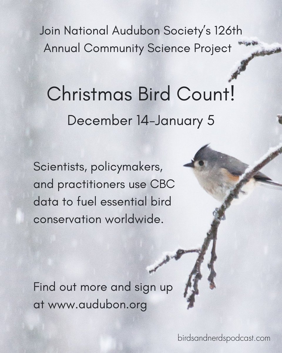 BirdsNerdsTalk's tweet photo. @audubonsociety CEO Elizabeth Gray guests on the @BirdsNerdsTalk podcast to discuss reversing the decline in the North American #bird population, the #ChristmasBirdCount, and soaring popularity of #birdwatching. https://t.co/fZbflX816L