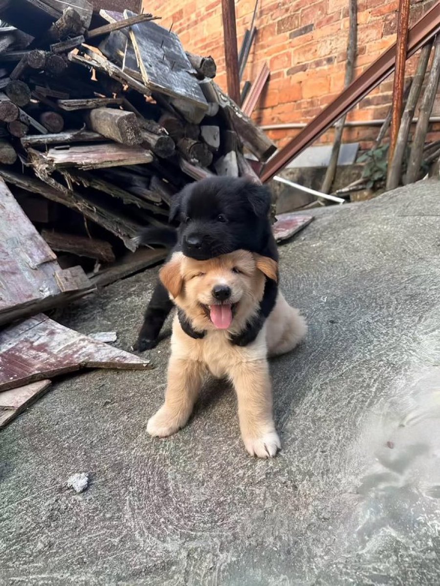 puppies_video's tweet photo. https://t.co/ShjZ2OCRxZ