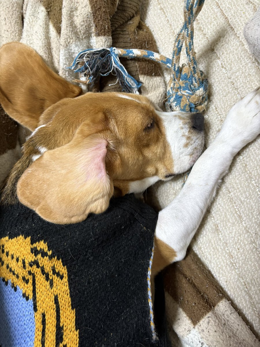 すずちゃん二度寝開始😴
お部屋ぬくいから耳蒸れないように上げられてる😂