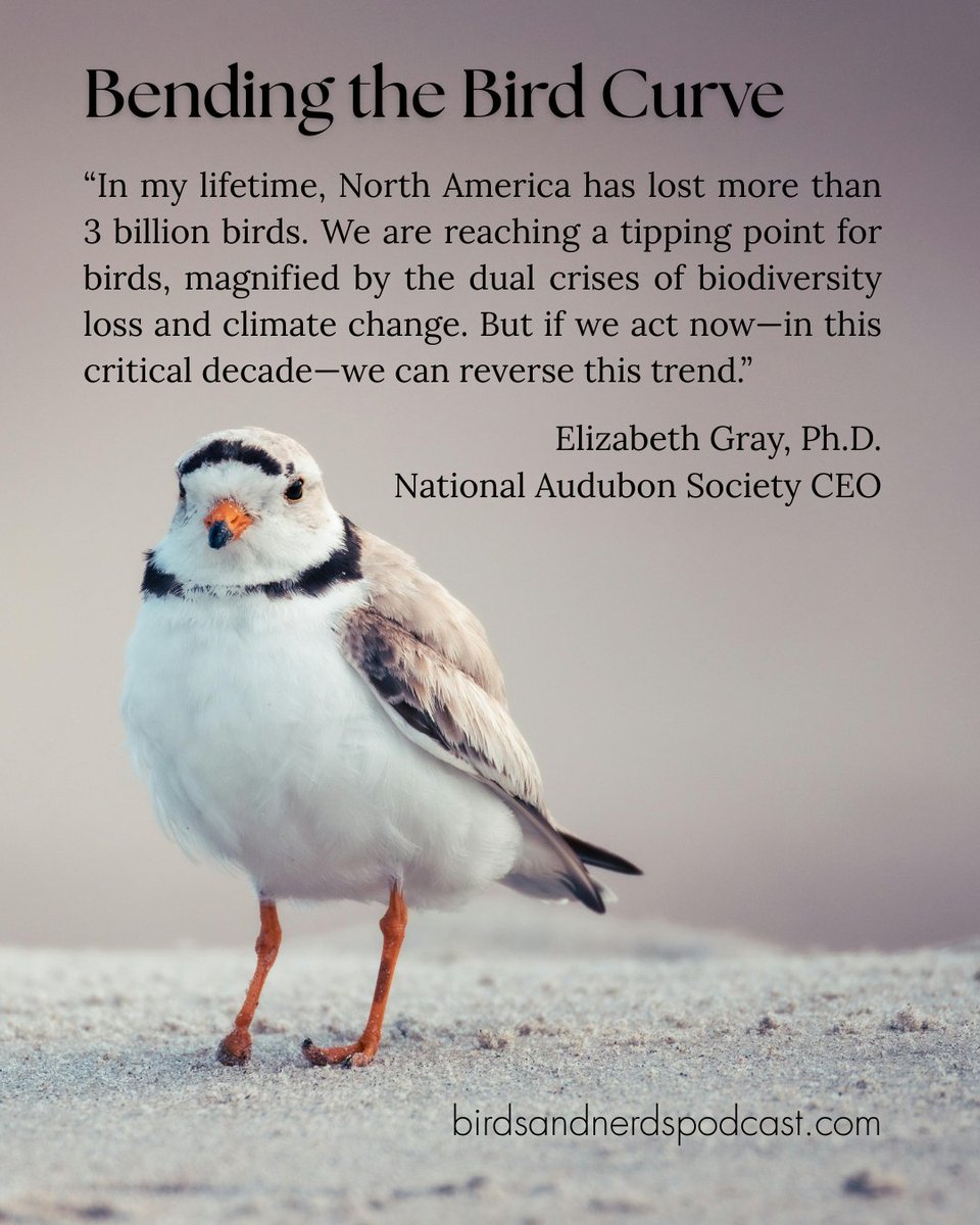 BirdsNerdsTalk's tweet photo. @audubonsociety CEO Elizabeth Gray guests on the @BirdsNerdsTalk podcast to discuss reversing the decline in the North American #bird population, the #ChristmasBirdCount, and soaring popularity of #birdwatching. https://t.co/fZbflX816L