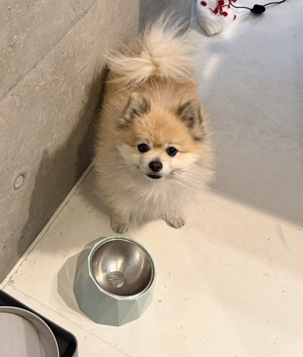 デカポメ🐶⛩️ポルくん🗼 (@AccessoryshopF) / Posts / X