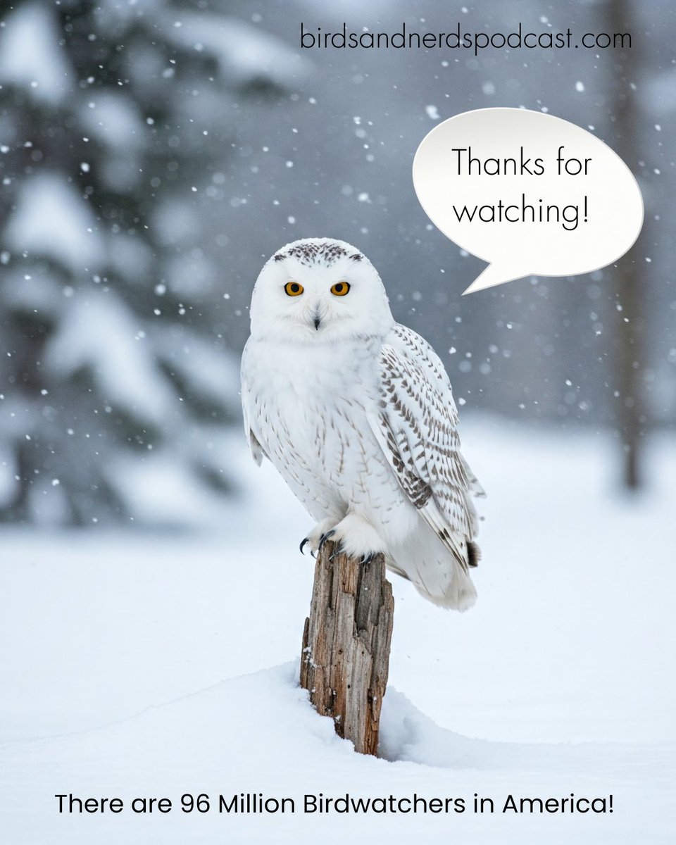 BirdsNerdsTalk's tweet photo. @audubonsociety CEO Elizabeth Gray guests on the @BirdsNerdsTalk podcast to discuss reversing the decline in the North American #bird population, the #ChristmasBirdCount, and soaring popularity of #birdwatching. https://t.co/fZbflX816L