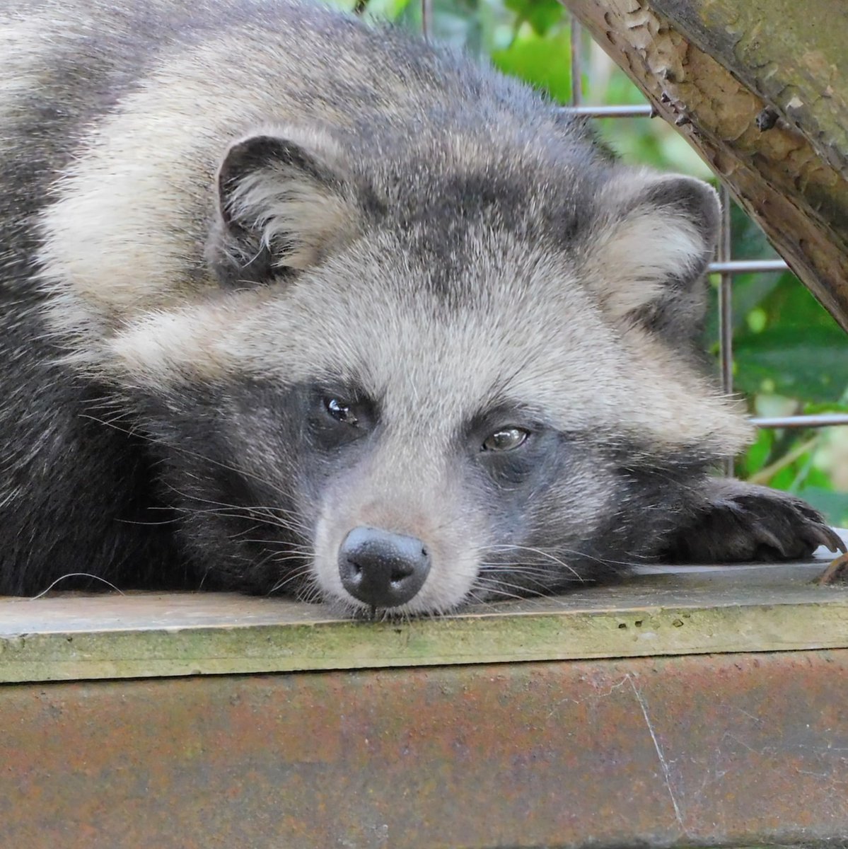 星見狸 (@hoshimitanuki) / Posts / X