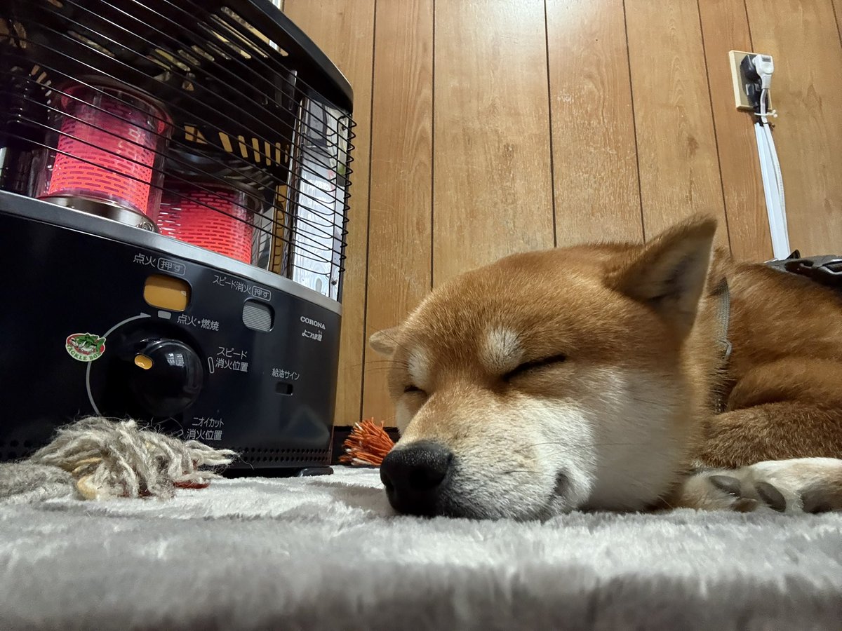 柴犬が好き 81xkkVFEyTL.jpg