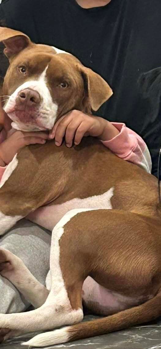 Be on the lookout:
He’s a 1 year #Lostdog super friendly and answers to Odin
#Providence #RI
Brown &amp; White Dog 
Area: Mt Pleasant High School and Chalkstone Ave
Please call Providence Police when spotted or found 401-272-3121
 buff.ly/TNkeb2q
#PVD #Rhodeisland #oceanstate