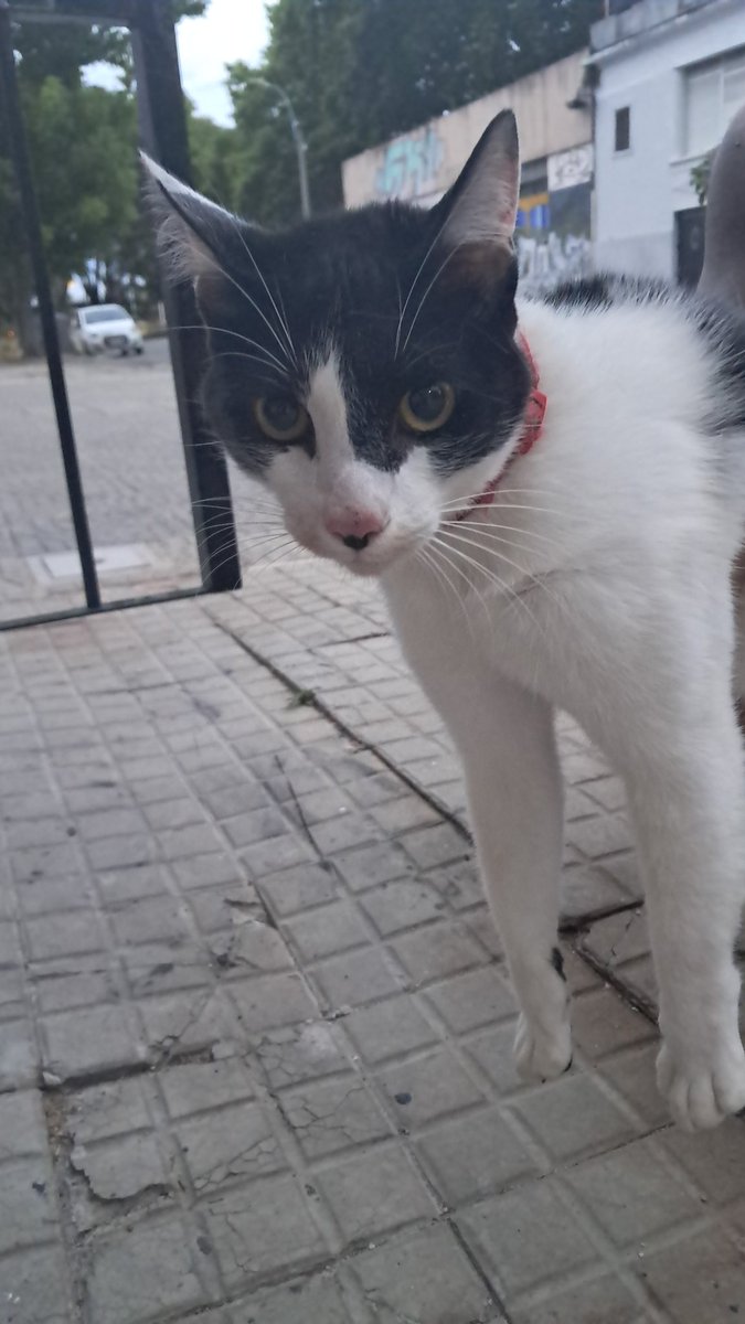borges_erika's tweet photo. A ver si la gente de #X es copada???
Necesito ayuda para compartir...

Gatita perdida muy bien cuidada y muy asustada. Con collar rojo sin identificación. 
Apareció hoy 11/12 cerca de las 19 hs. por los techos en Acevedo Diaz y Garibaldi. Barrio La Comercial   Montevideo. https://t.co/Sj7lOuVib8