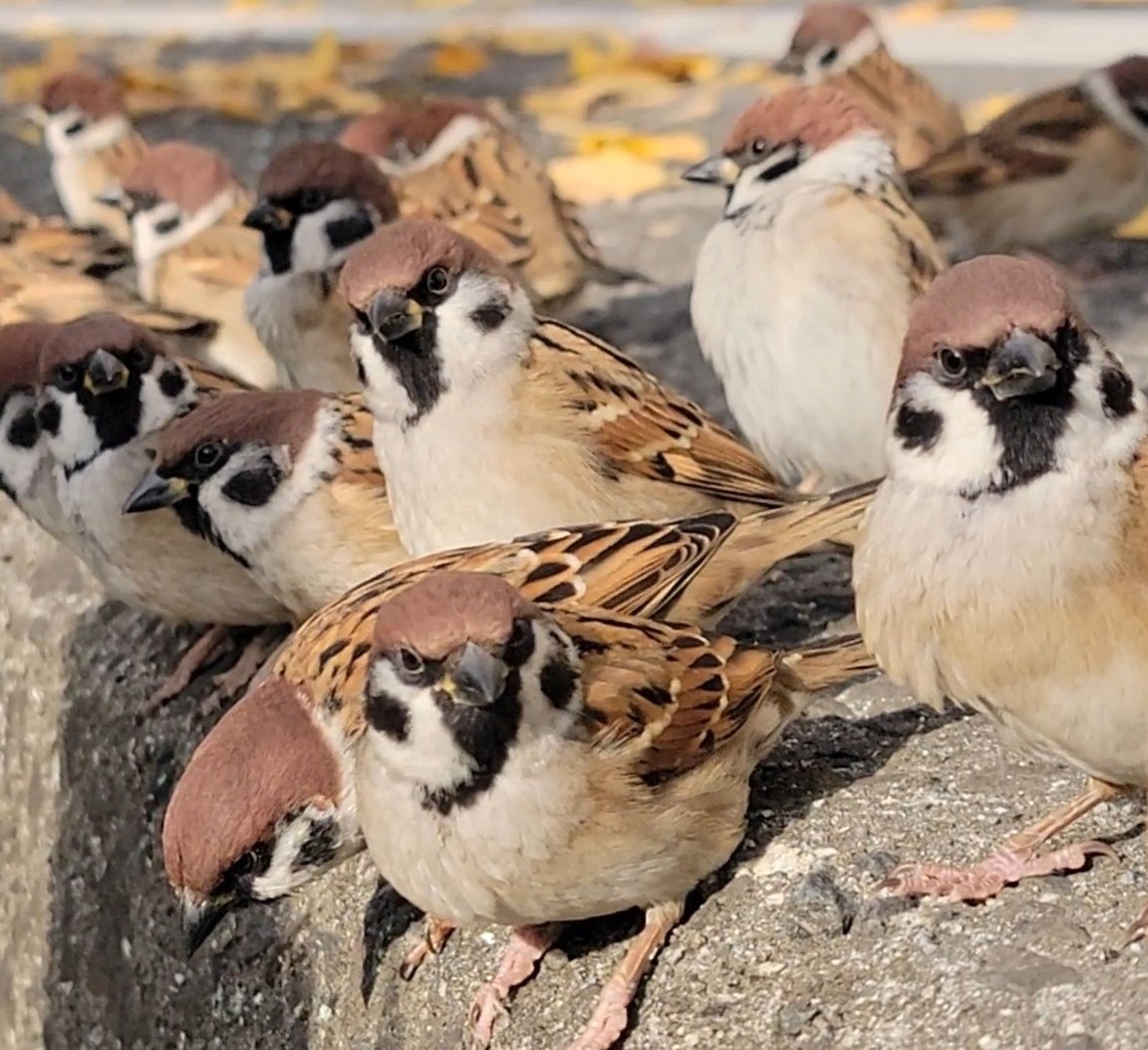 ピピピ (@pi_pipi33) / Posts / X