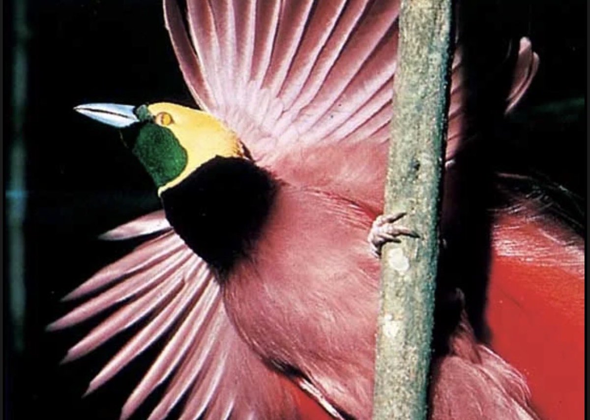 Male Raggiana bird-of-paradise (Paradisaea raggiana)