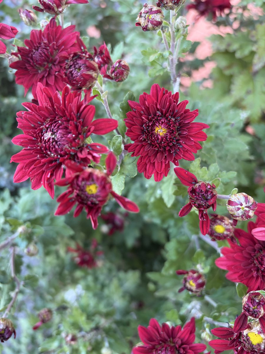 おはよう🌞やっと金曜だよ‼️やったね‼️✨✨
もうわざと忙しくしてすぐ仕事が終わるようにしよ〜👼❤️

今日の朝ンポのお花はワイン色の菊〜🍷
花言葉はあなたを愛しています🌹