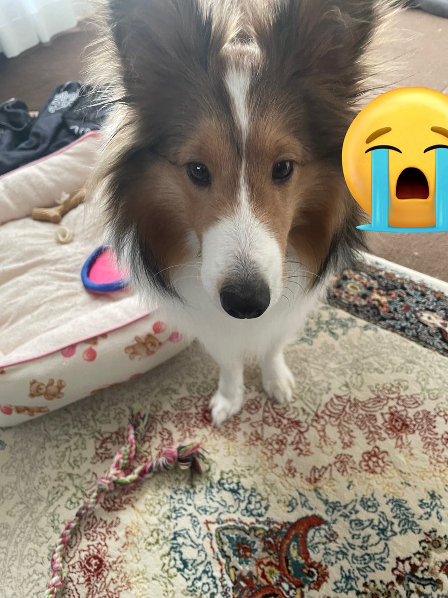 前まで興味なかったのに、コード類噛みちぎるようになってしまった…幸い、電気が通ってるものは嚙み防止チューブを巻いてるから大丈夫なんだけど…これは困った。。どうしたら…遊んだりしてるんだけどな…
#シェルティ #Sheltie