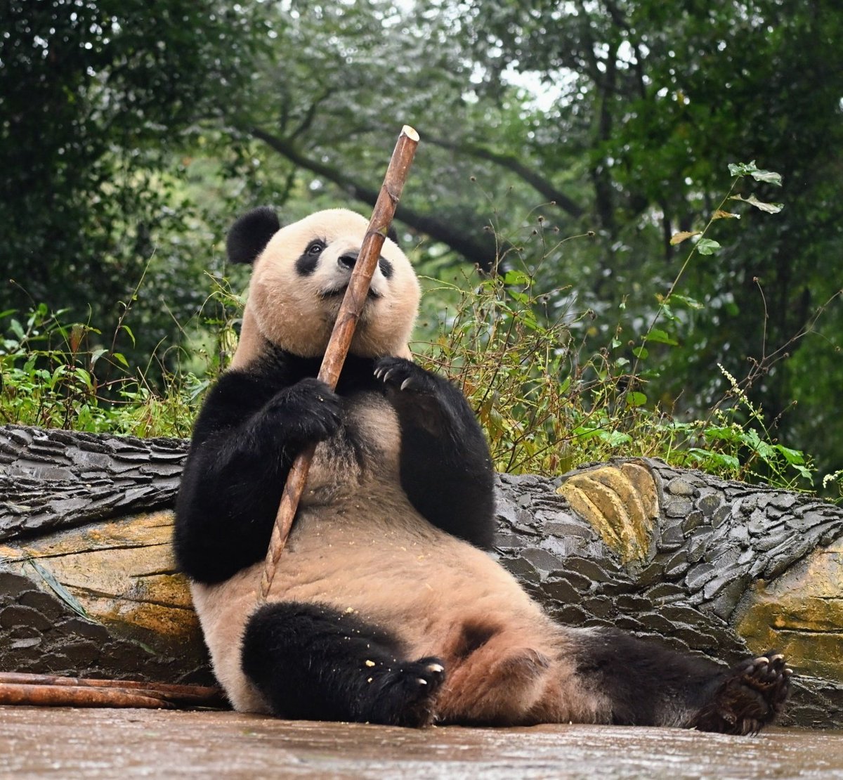 す〜んすん！まずはにおいを嗅いでから…✨

いつでもどんな時季でもタケノコあって良かったねシャンシャン💗

（2025/11/01撮影）
#シャンシャン #XiangXiang #香香 
#雅安 #雅安碧峰峡基地  #パンダ #xiangxiang