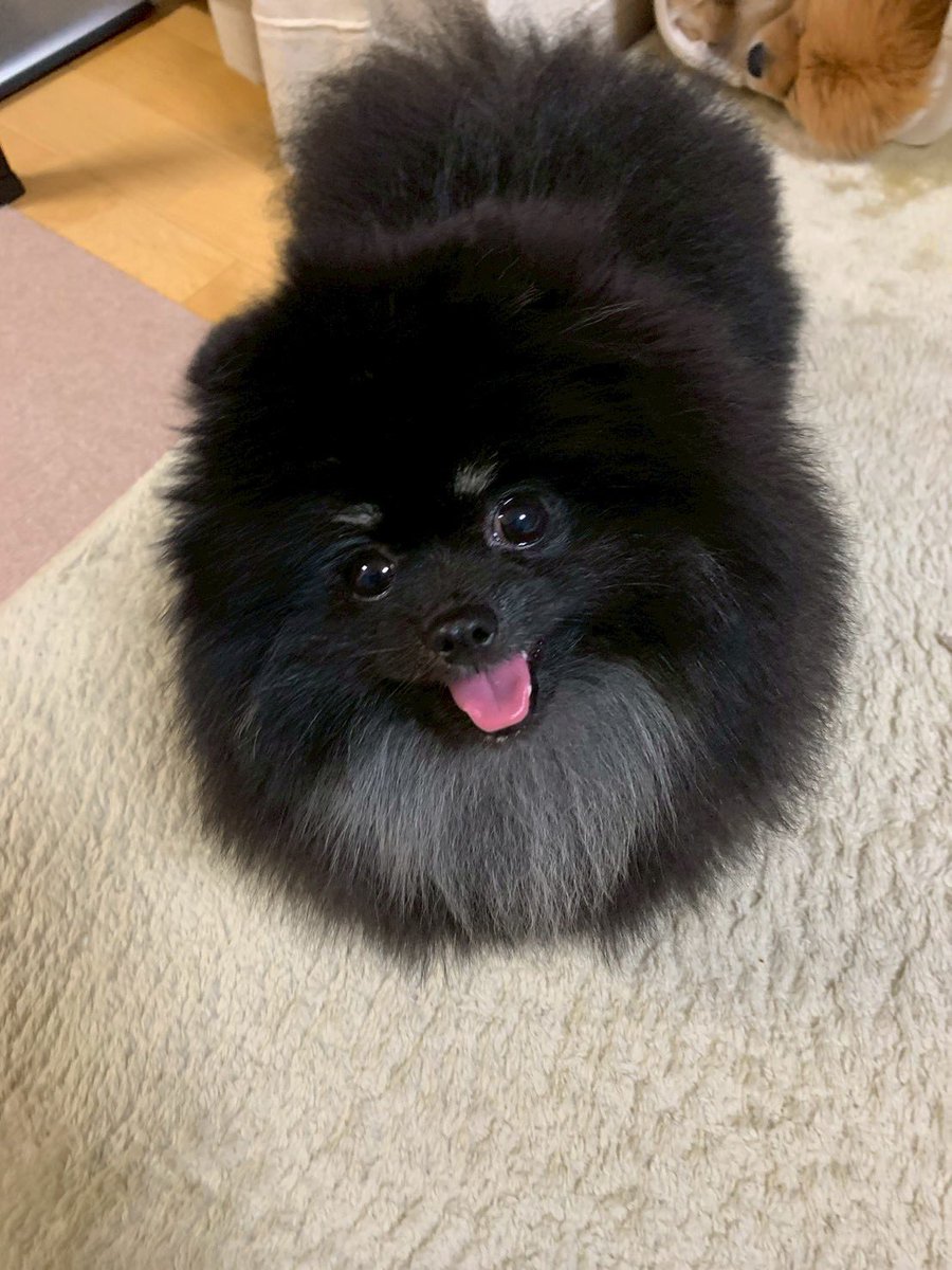 チャロとボンボン（ポメラニアン兄妹） (@chabon_pome) / Posts / X