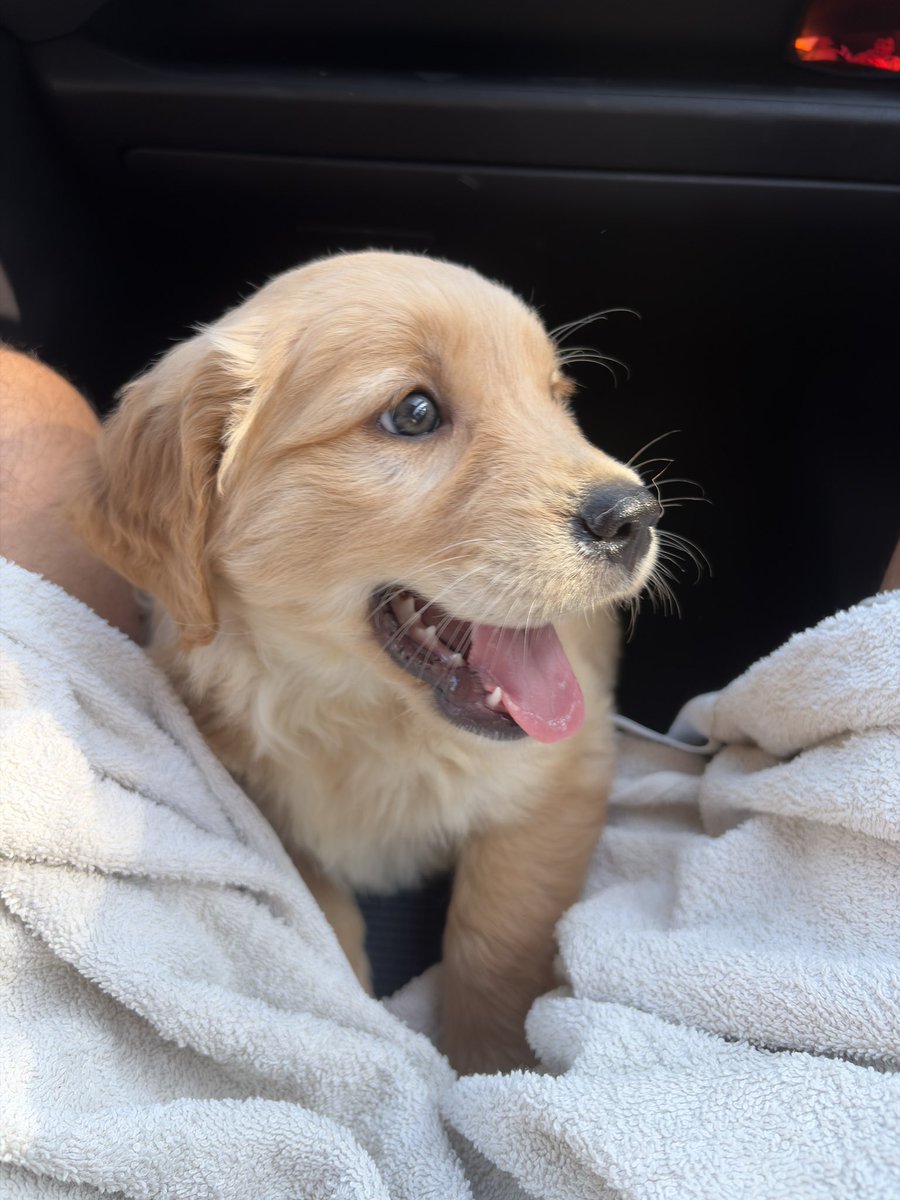 Francisco tweet media