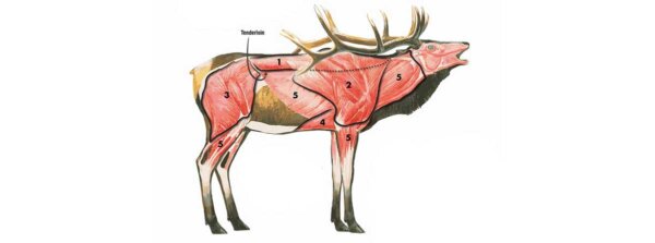 RMEF's tweet image. Do you know your cuts of meat? Here’s the breakdown on elk.➡️rmef.org/media/elk-brea… #conservingAmericasbiggame
#conservingAmericasbiggame #rmef