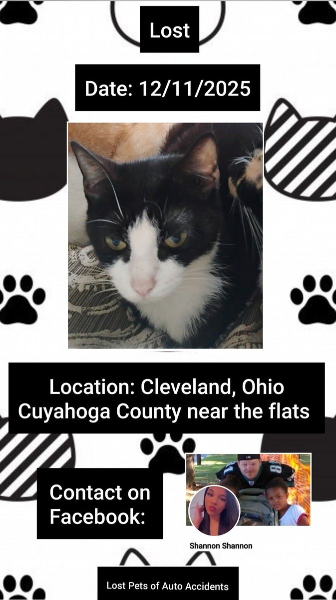 Mimi was involved in an automobile incident on 12/11/25
#Cleveland #Ohio #CuyahogaCounty near the flats
She accidentally fell out of a little broken window while traveling
Female
Domestic shorthair cat
Black and White
Report any sightings to: buff.ly/DeAFcQn 
#OH #Lostcat