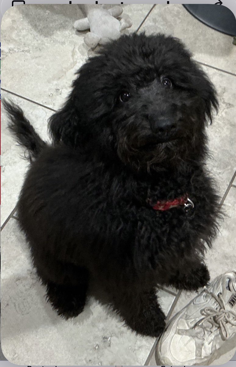 MakeChipsCount to Reunite Pets tweet media