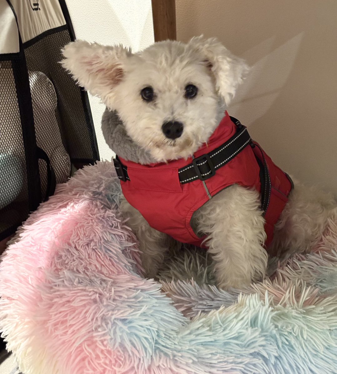 新しい犬服、災害救助犬みたい