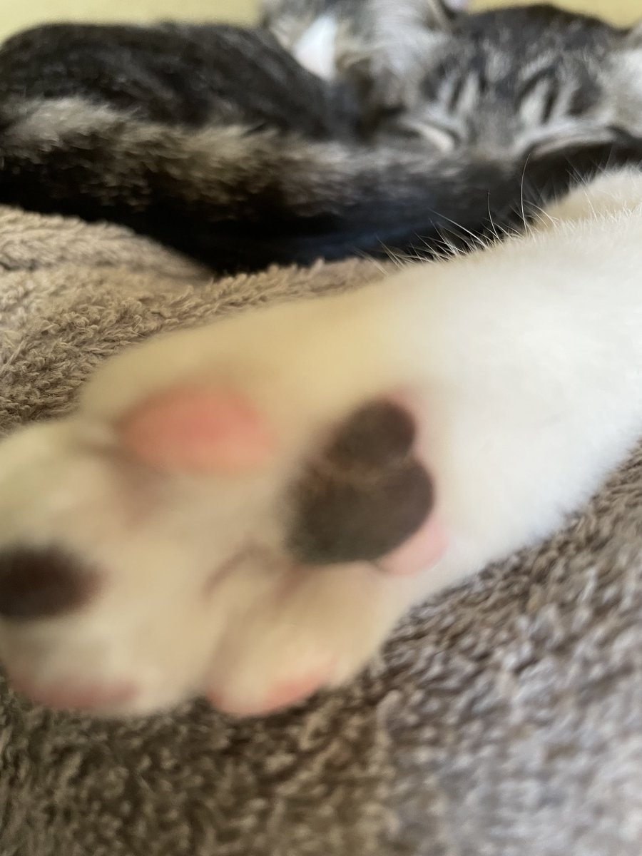 楓猫ほたる🐾hotaru tweet media