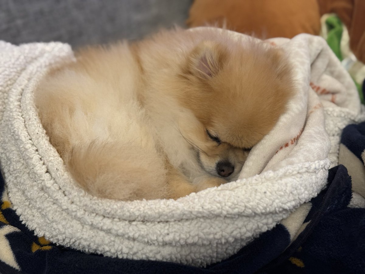 ポメころび❤️ ミサイル (@msl_pome_pome) / Posts / X