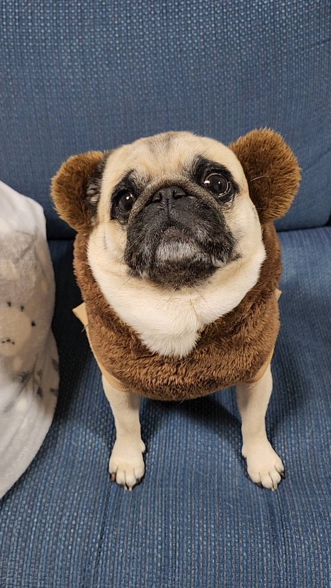 ♡パグ様ご確認♡ パグのぽんず (@1Zn5cHU4VIn98mJ) / Posts / X