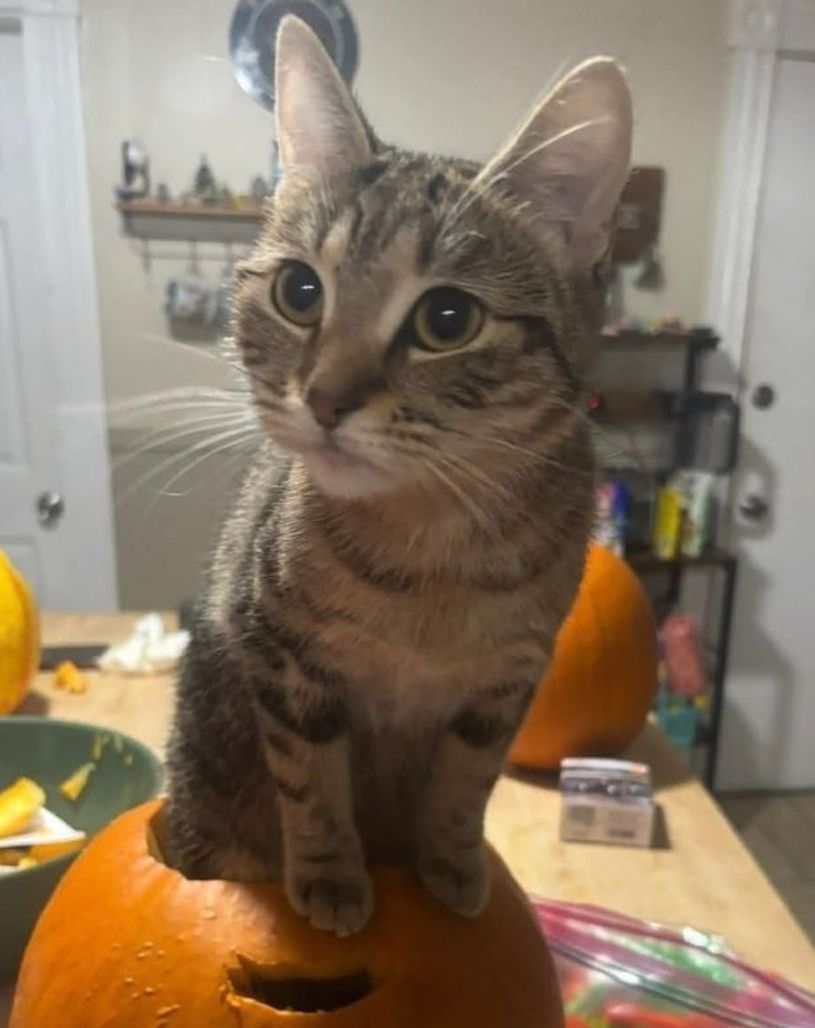 Lana missing since 12/9/2025
Brown and tan coat with distinct tabby stripes
#Woonsocket #RI 
7th Ave area
Please email caad5393@contact.petfbi.org. or call Animal Control when spotted or found.
Mssg: buff.ly/N7O7ufC #Lostcat #Rhodeisland
