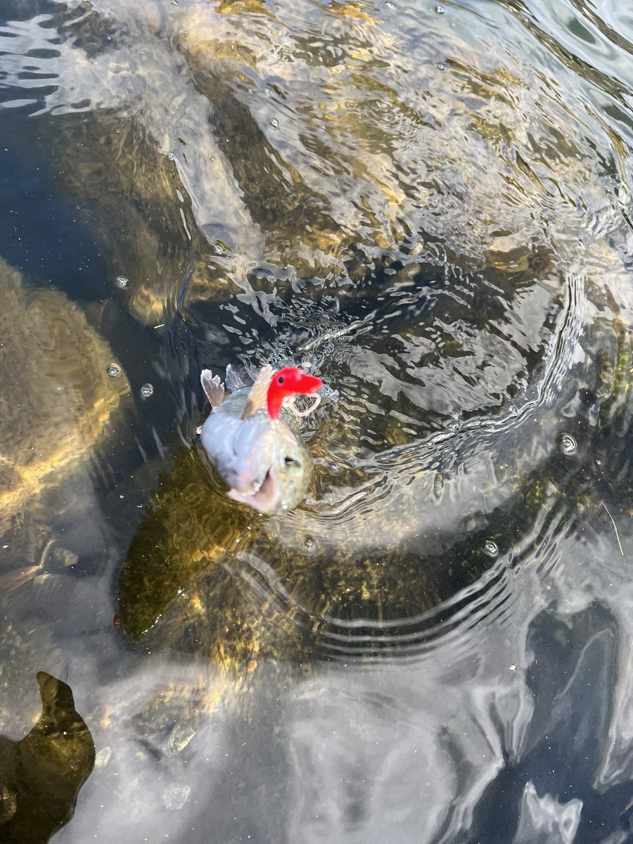 よったん (@yottanntann) / Posts / X