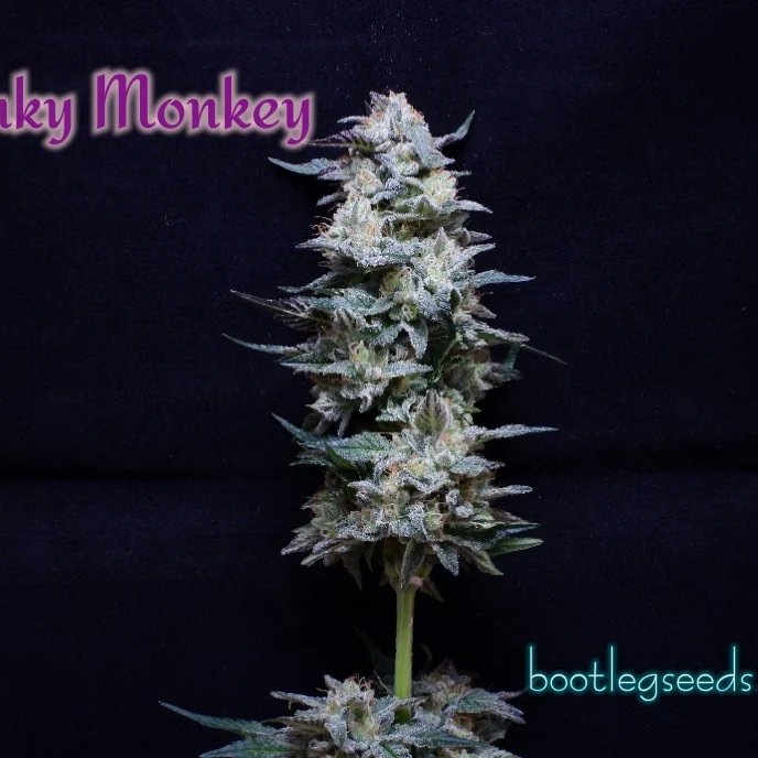 Only 343  days left to get your American cannabis seeds .so head on over to bootlegseeds.com. where your hard earned look goes further. Get your over sized packs while they last . And when I say we are hooking things up I mean it 
 #420Friendly #everyone  #followers