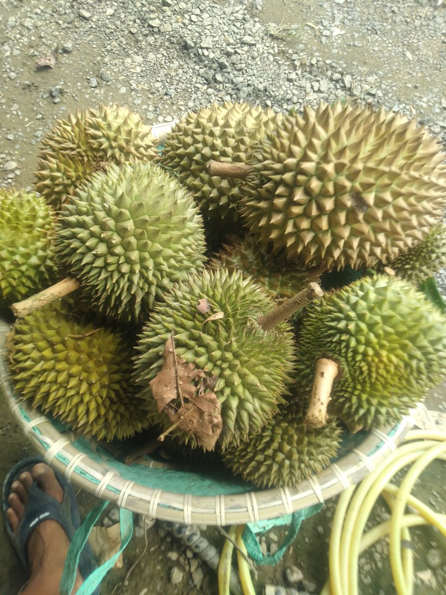 Yolimson's tweet photo. Panen Durian 🤗 https://t.co/TrEz0857WT