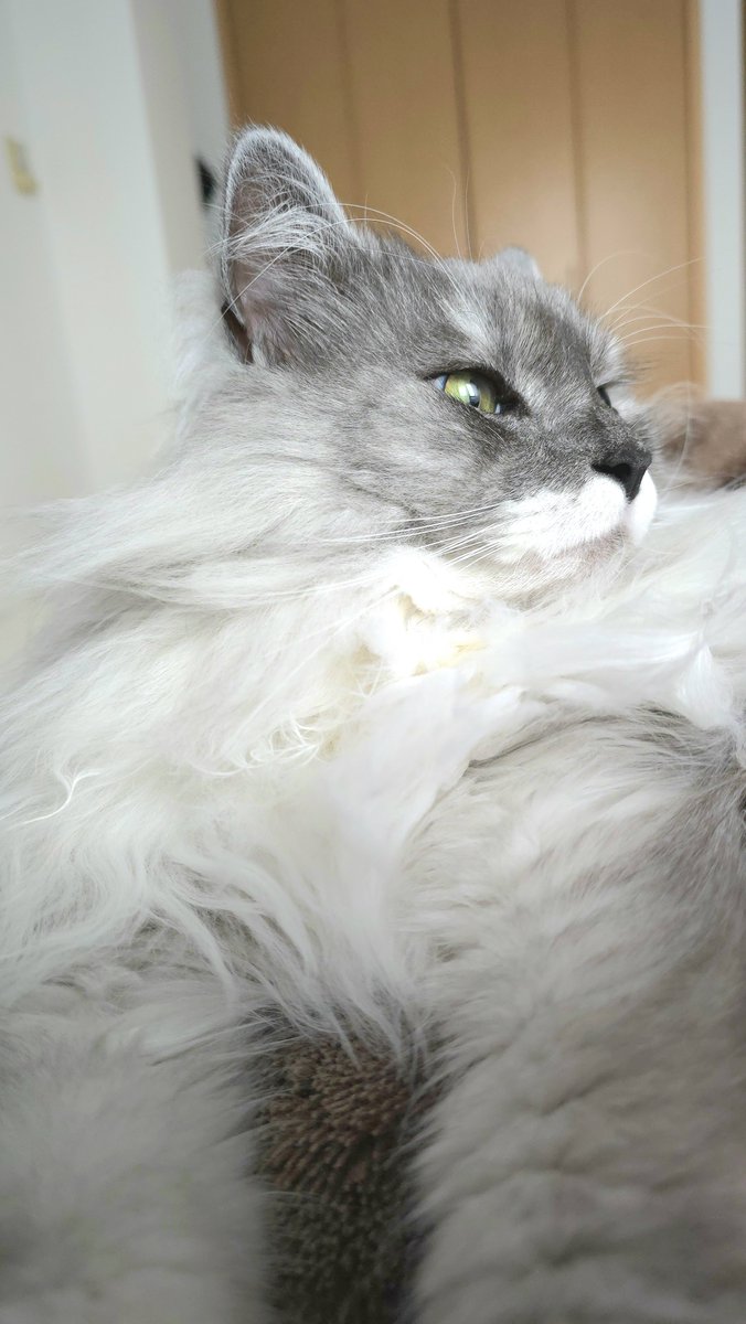 らんまる🐾 (@1224_ranmaru_jp) / Posts / X