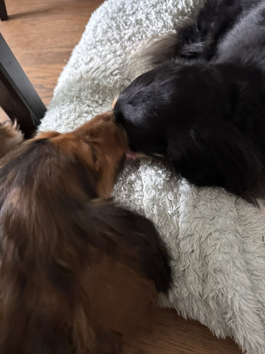 アイナ帰ってきたよー🥹
疲れて元気ないけどご飯はもりもり食べてたから一安心w
全身麻酔にCT、細胞取って検査…小さい身体で頑張った😭
心配事はあるし解決はしてないけどひとまずお疲れ様だわ…
支払いでカード切れるかドキドキしたけど💸😇

Bambiが嬉しくて舐めまわして離れない🥲