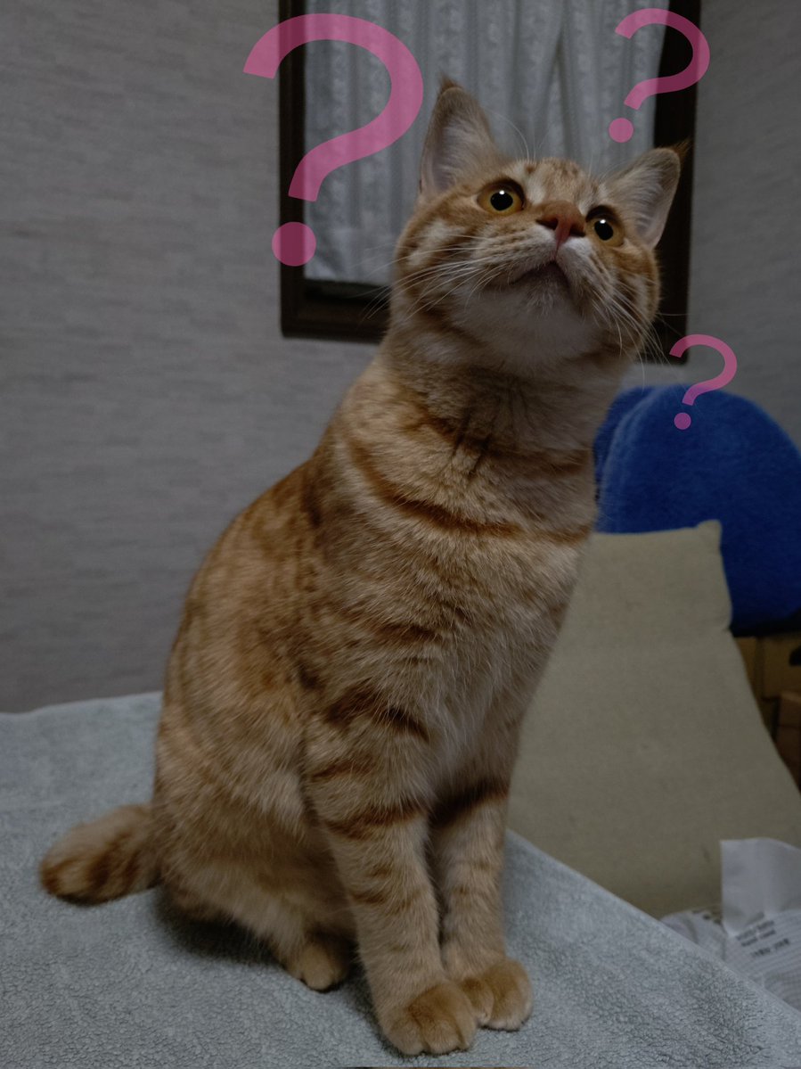 茶トラ猫のななちゃん 𝕏 (@kYj8Qso9BoH58ib) / Posts / X