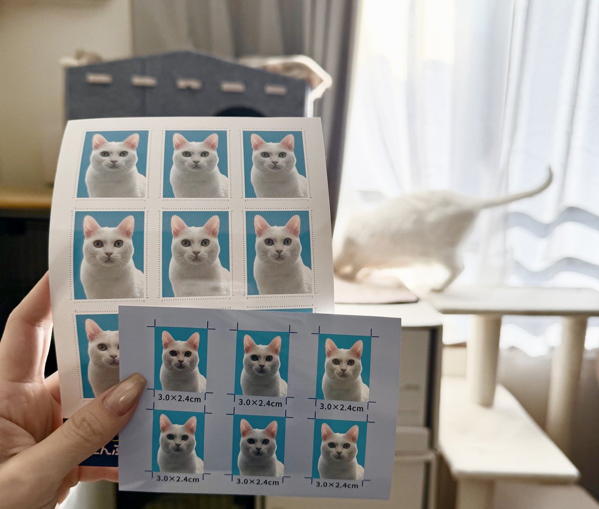 ぐう⟡꙳ =͟͟͞͞🌰ヽ( '-'ヽ)ｷｬｯﾁ (@zu_to_guu) / Posts / X