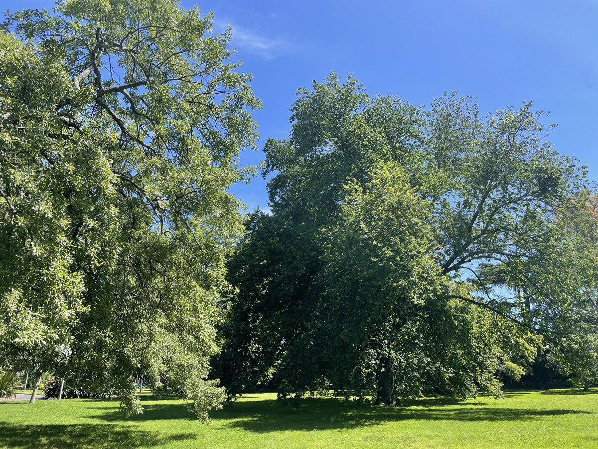 sueroberts7's tweet photo. How lucky are we in Hawthorn to have this beautiful park to unwind in. Central Gardens ๐my favorite park and a perfect spot to decompress ๐โ
@Boroondara #treetherapy #greenspaces https://t.co/GEz3hvT47p