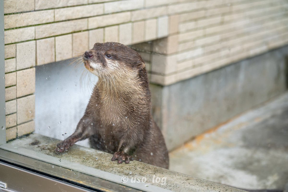 かわうそ(・ᴥ・) (@iF9kOxq2miU6JaD) / Posts / X