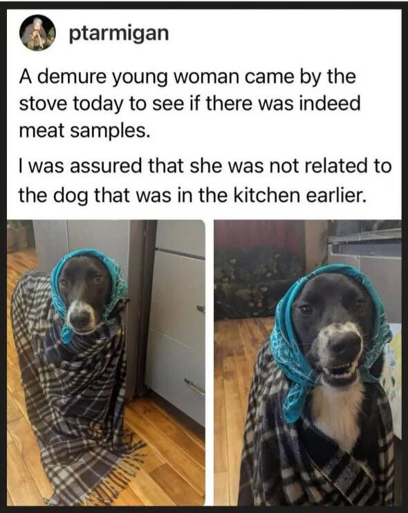 WholesomeMemes tweet media